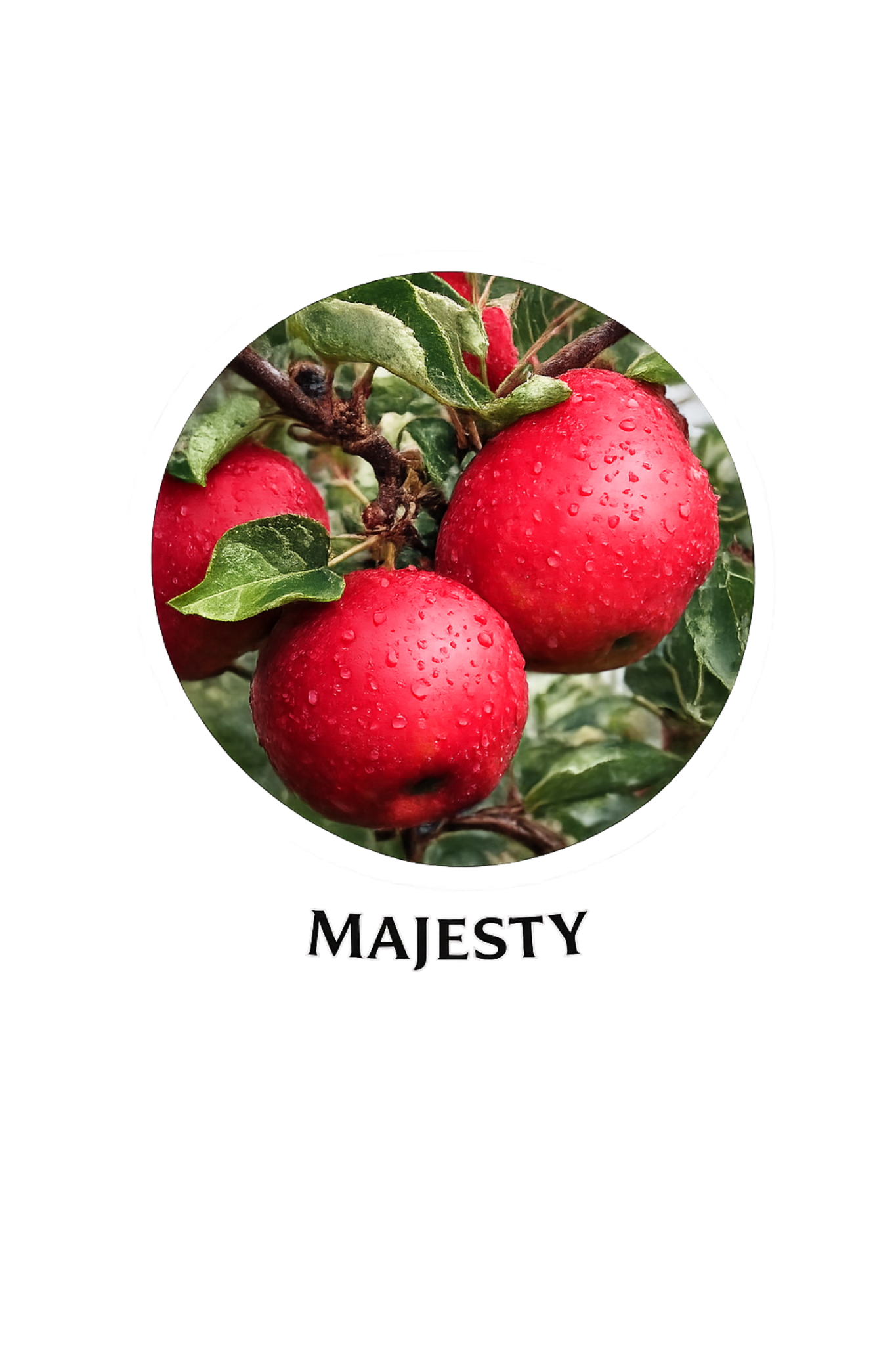 Majesty apple