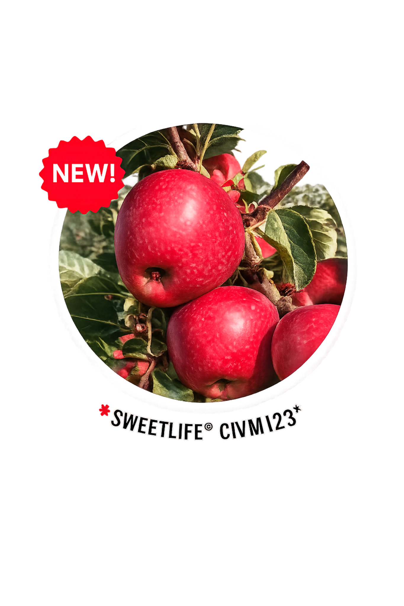 Sweetlife CIVM123 apple