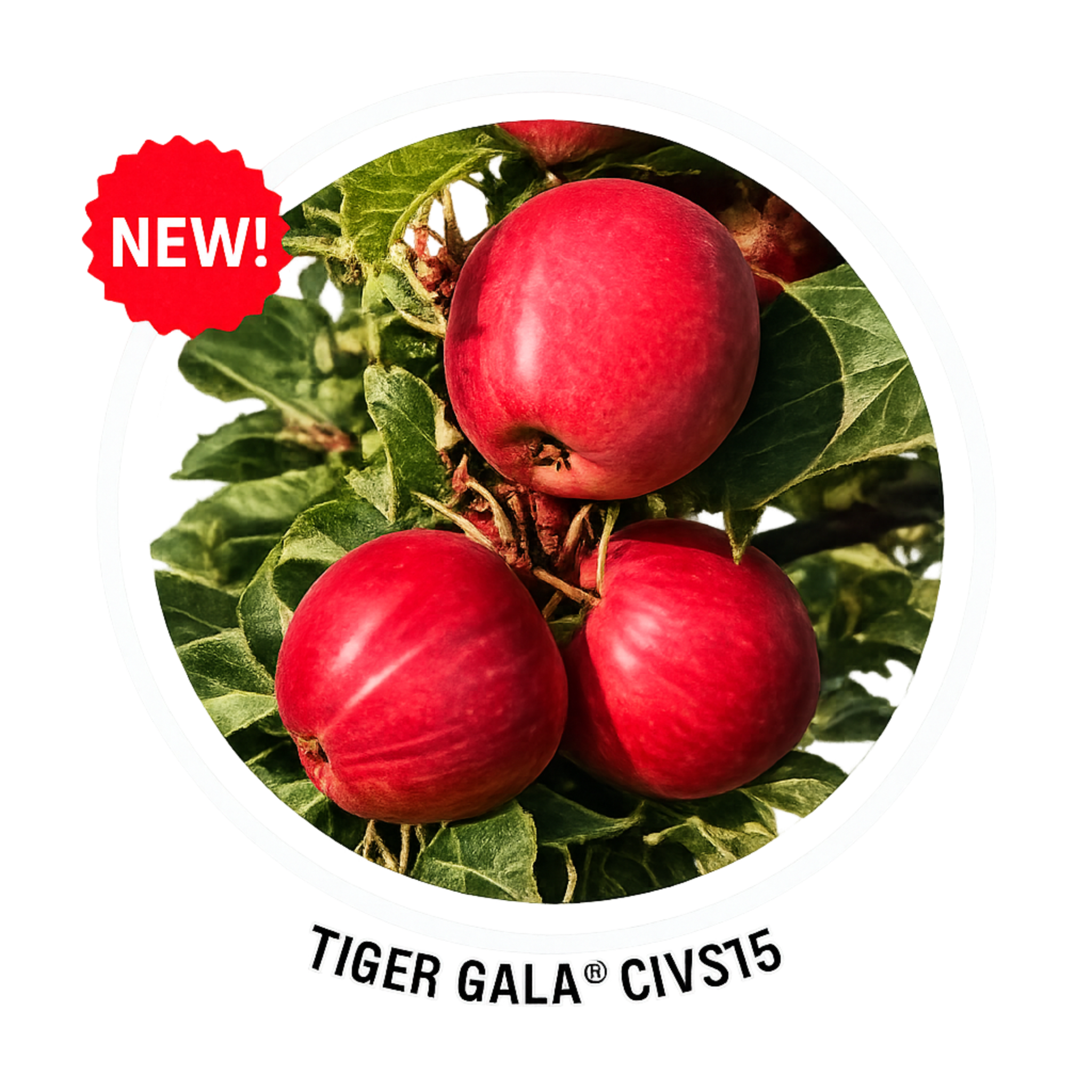 Tiger Gala CIVS15 apple