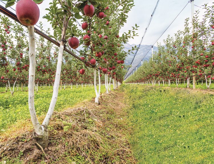 Bibaum orchard system
