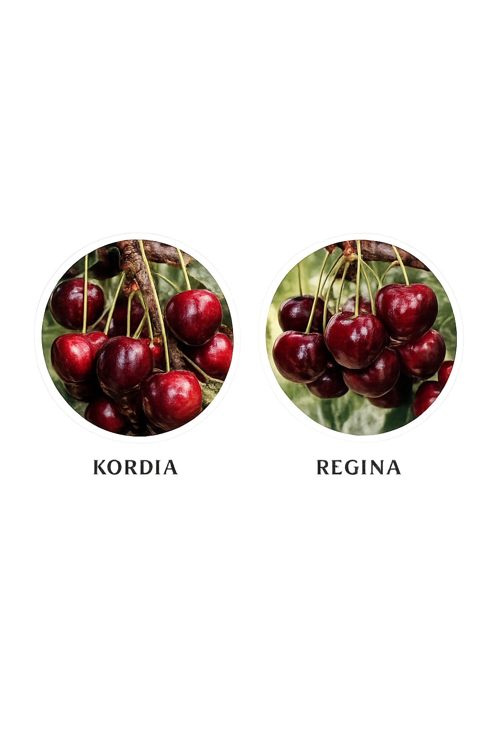 Kordia and Regina cherry varieties