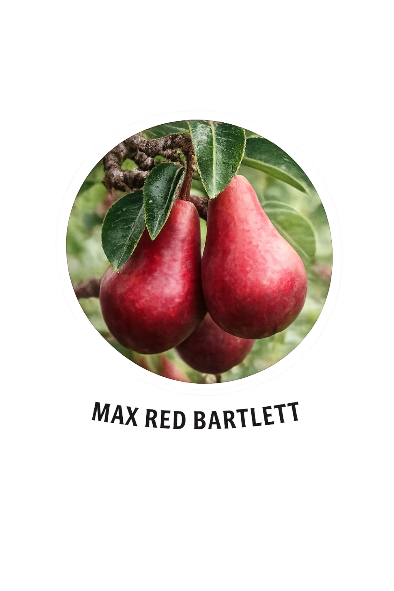 Max Red Bartlett pear